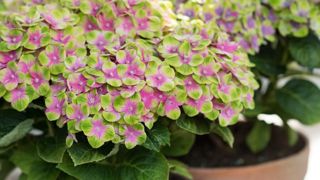 L’hortensia ‘Amethyst’Magical ® Four Seasons a une floraison continue remarquable comme tous ceux de cette gamme. © Horteve Breeding L’hortensia ‘Amethyst’Magical ® Four Seasons a une floraison continue remarquable comme tous ceux de cette gamme. © Horteve Breeding